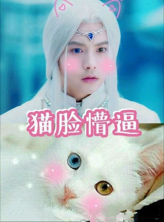 
Với đôi mắt 2 màu, Mã Thiên Vũ nhìn giống hệt chú mèo ba tư này. Thậm chí không ít người còn nhận xét nhìn anh chẳng khác nào một "miêu yêu" cả.