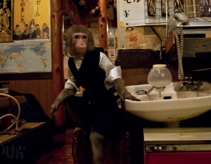 
Bên cạnh trang phục bồi bàn truyền thống của Nhật, 2 chú khỉ cũng được ăn mặc đẹp với các bộ cánh khác