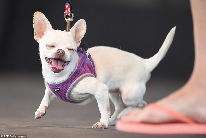 
Nhìn "thí sinh" Kravitz, một con Chihuahua yêu đời quá nhỉ