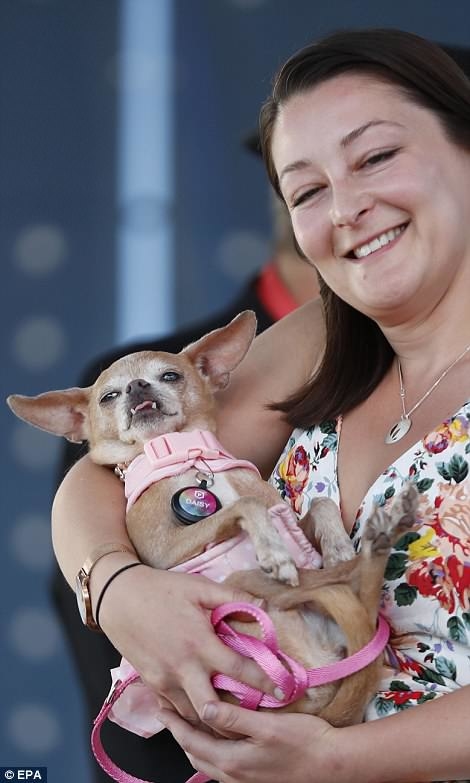 
Cô chủ Whitney Sherman đến từ Los Angeles California và chú chó Daisy, giống Chihuahua 14 tuổi