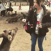 
Thông thường, động vật hoang dã rất sợ con người. Tuy nhiên điều này lại không đúng ở Nhật Bản. Loài hươu ở công viên Nara đã "lờn" mặt người tới mức sẵn sàng tấn công cả du khách nhưng đôi khi chúng lại khá lịch thiệp như thế này đây
