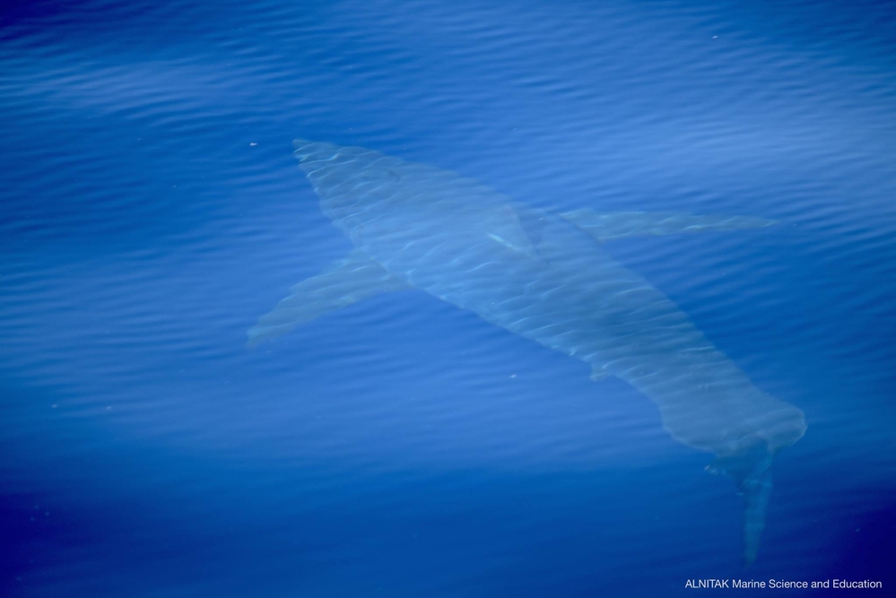 
Hình ảnh con thủy quái khổng lồ mà nhóm của Van Buiten phát hiện được.