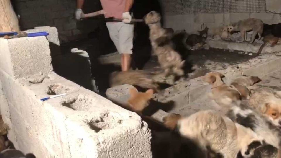 Những hình ảnh đáng sợ về sự chuẩn bị cho lễ hội thịt chó ở Trung Quốc.