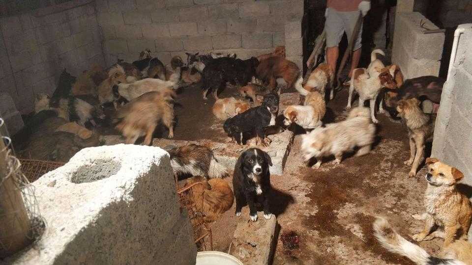 
Những chú chó không được cứu sẽ bị đem bán và giết thịt tại lễ hội Ngọc Lâm, Trung Quốc