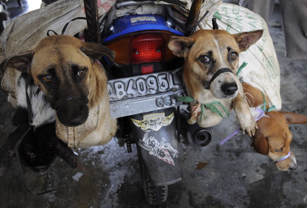 
Chó lang thang hoặc đi lạc sẽ lập tức được người dân bắt tới bán cho lò mổ thay vì các trung tâm cứu hộ động vật khác.