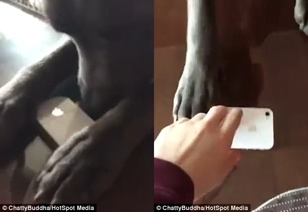 
Chú chó rất thông minh, dùng hai chân trước giữ chặt chiếc điện thoại và không cho cô chủ được chạm vào