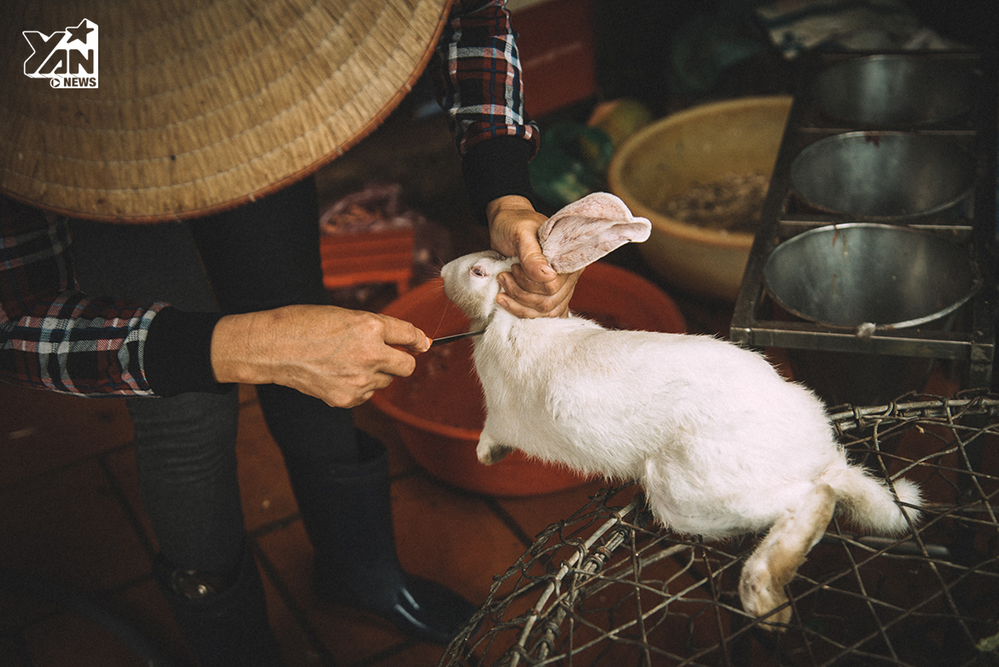 Những chú thỏ sẽ được bắt và làm thịt tại chỗ theo yêu cầu của khách.