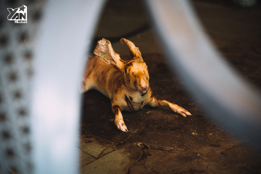 Ám ảnh những đôi mắt tại xóm giết mổ động vật nằm giữa lòng Sài Gòn