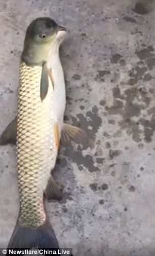 
Con cá kì lạ được người dân bắt được tại một hồ câu