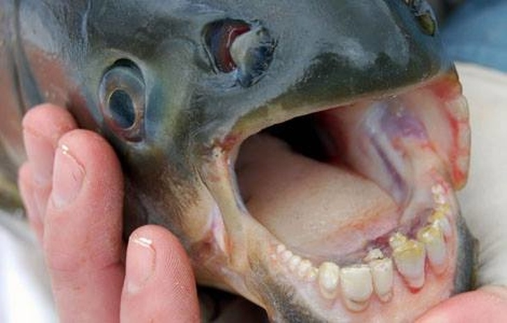 
Trong khi nhiều người trong số chúng ta đặt mục tiêu niềng răng để có một nụ cười thật đẹp, thì cá Pacu không cần ước cũng được hơn ối người... Bạn nhìn bộ nhai của chúng mà xem, tăm tắp đều như hạt ngô. Chẳng lẽ giờ chúng ta lại đi ghen tị với một con cá?