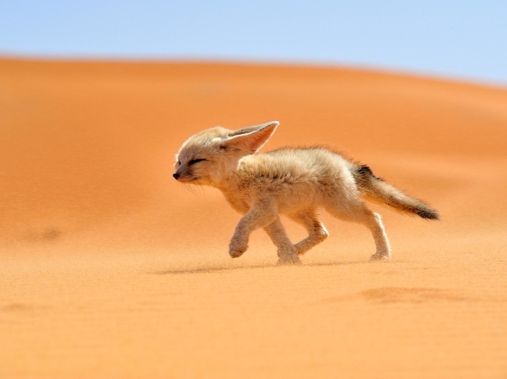
Cáo Fennec là một giống cáo hoạt động về đêm. Chúng sống chủ yếu ở Sahara thuộc Bắc Phi với đôi tai vô cùng đặc biệt và sở hữu kích thước nhỏ nhất trong các chi họ hàng của mình.​ Nhìn sự dễ thương của chúng xem, đôi khi cũng đáng để lặn sang tận bên kia bán cầu mà bắt về đấy chứ?