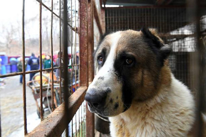 
Phán quyết của tóa án đã nhận được sự ủng hộ của các nhà bảo vệ động vật Hàn Quốc