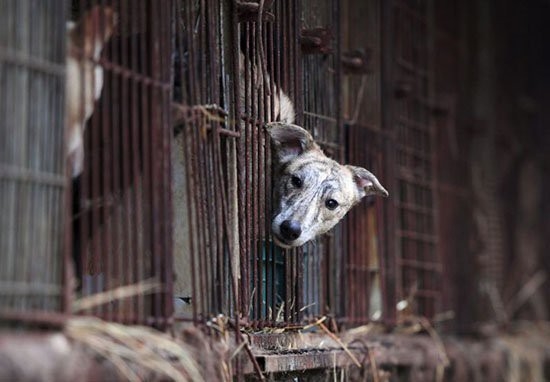 
Các nhà hoạt động bảo vệ động vật đều hy vọng phán quyết này của tòa án sẽ "dọn đường" cho việc cấm ăn thịt chó hoàn toàn trên khắp Hàn Quốc