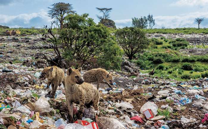 
Một số loài động vật đang phải tự thích nghi để sống giữa thế giới tràn ngập rác thải nhựa như hiện nay. Trong ảnh là vài chú linh cầu đang lang thang nhặt rác tại bãi phế thải ở Harar, Ethiopia. Chúng nghe thấy tiếng xe chở rác tới và nhanh chóng đào bới với hy vọng tìm được thức ăn lẫn trong đó