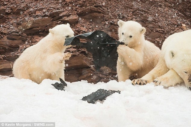 
Hai chú gấu trắng trên đảo Svalbard mải mê nghịch rách cả chiếc túi ni lông đen mà không biết rằng hiểm họa đang giơ vuốt trước mạng sống của chúng