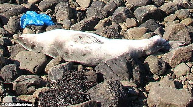 
Một chú rái cá chết gục trên bãi đá ở Waternish, Skye, bên cạnh chiếc túi ni lông...