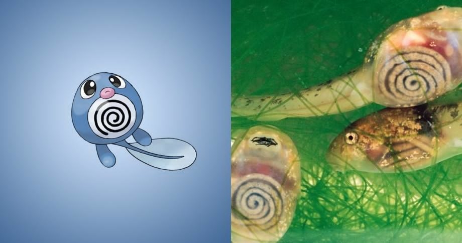 Chẳng hạn như pokemon Poliwags, ít ai nghĩ loài nòng nọc trong này suốt lại có ngoại hình tương tự như bé pokemon màu xanh trời trên. Đặc biệt hơn khi biểu tượng vòng xoắn ốc trên bụng Poliwags chỉ đơn giản là một chút sáng tạo từ các vị họa sĩ, hóa ra lại có một cái vòng xoắn ốc có thật ở ngoài đời như thế này đây.