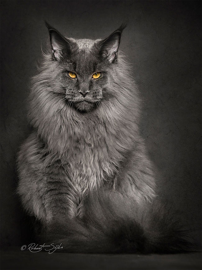 Mèo Maine Coon hoàng tộc là loài mèo rất đáng yêu và được coi là quý tộc trong thế giới mèo. Hãy xem hình ảnh này để thấy sự đẹp đẽ của chúng, khiến bạn không thể rời mắt khỏi loài vật này.