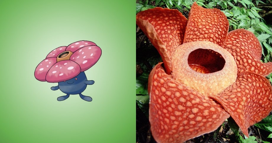 Được coi là loài hoa đơn tính lớn nhất trên Trái Đất và có thể tỏa ra mùi hôi thối nồng nặc như mùi thịt rữa, vẻ ngoài của hoa xác chết hóa ra lại cực kỳ đáng yêu khi xuất hiện trong thế giới Pokemon dưới cái tên Vileplume.