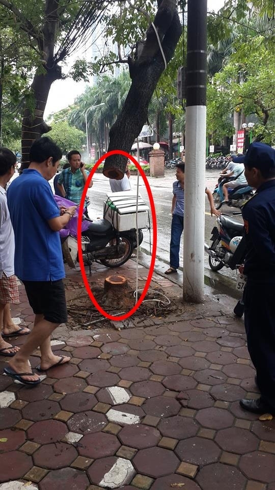 Nghi vấn cây sưa bị kẻ gian cưa trộm trong đêm ở Hà Nội