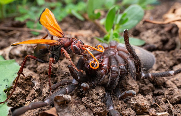 
Nhện Tarantula hoàn toàn tê liệt trước nọc độc của ong bắp cày