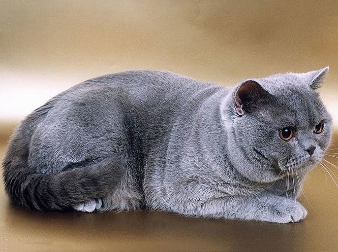 Top 10 giống mèo có trọng lượng lớn nhất thế giới