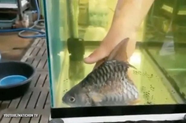 
 Còn con cá mè thuộc giống vinh giả của một thanh niên người Thái Lan vẫn sống hơn nửa năm dù mất cả một nửa thân dưới