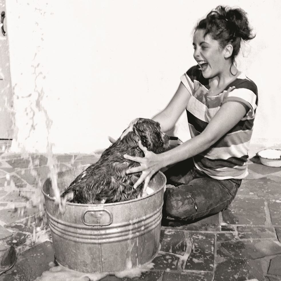 
Cố minh tinh màn bạc Elizabeth Taylor vui vẻ tắm cho cún yêu. Lúc này bà vẫn còn khá trẻ