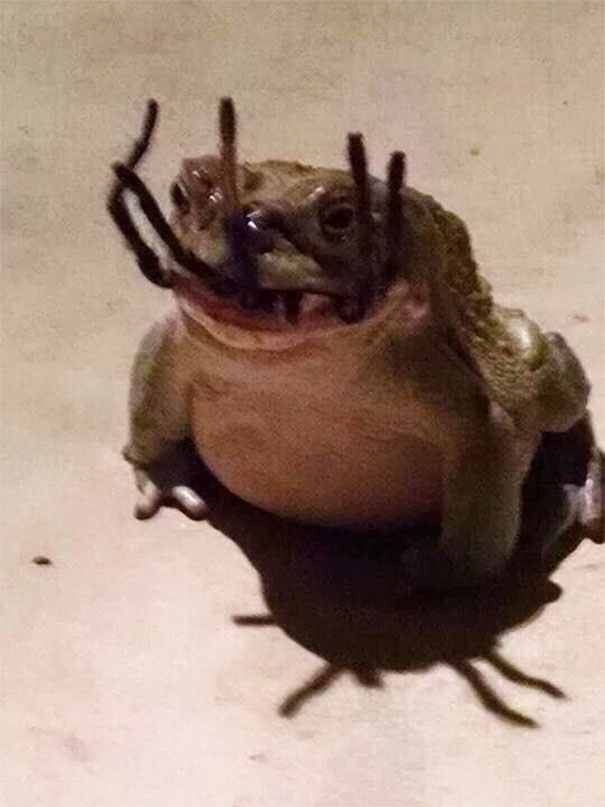 
Cận cảnh một con ếch đang nuốt chửng một con nhện.