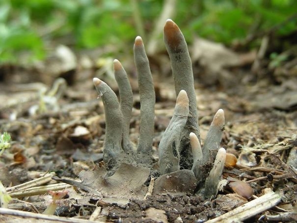 
Một loại nấm có hình dạng như bàn tay người chết trồi lên từ lòng đất.