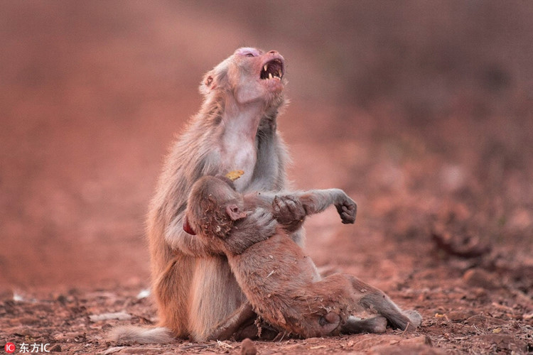 
Trong ảnh là một cảnh tượng chia lìa của mẹ con nhà khỉ ở Jabaplur, Ấn Độ. Bé khỉ con do không cẩn thận đã rơi từ trên cây cao xuống đất. Khỉ mẹ đã ôm chặt lấy cơ thể của con mình và kêu gào trong đau đớn...