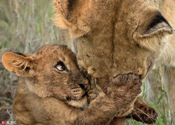 
Còn đây là ảnh chụp tại vườn quốc gia Kruger, Nam Phi. Sư tử con đang âu yếm mẹ mình và trao cái nhìn trìu mến dành cho sư tử mẹ.