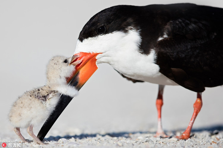 
Như bất cứ đứa trẻ nào, chim non đang cố hết sức ôm lấy cái mỏ dài của mẹ. Có vẻ nó đang muốn nói: "Con yêu mẹ!" bằng ngôn ngữ loài chim chăng?