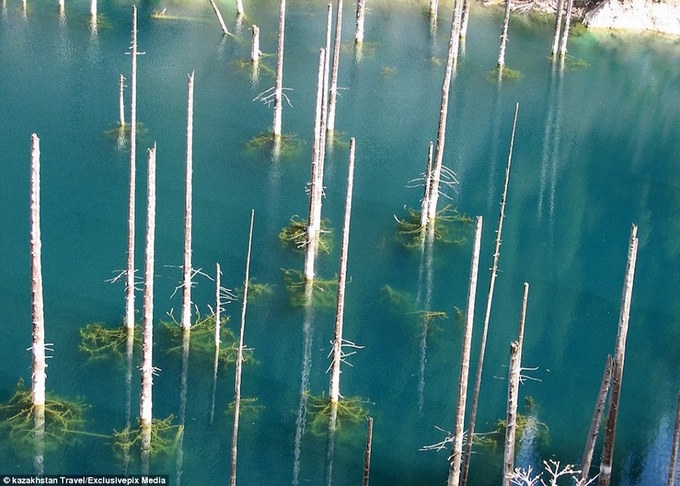 Kazakhstan: Bí mật rừng cây có rễ mọc chổng lên trời, thân cắm xuống lòng hồ