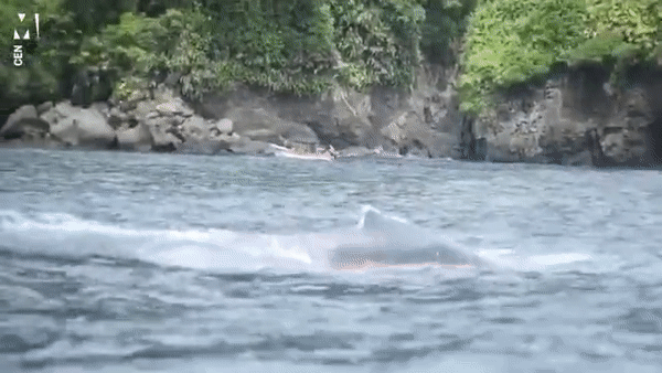 Sững sờ cảnh tượng cá voi lưng gù mất nửa thân dưới vẫn bơi xuyên Thái Bình Dương