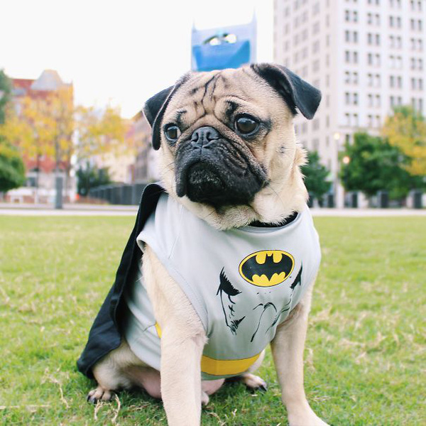  
Doug đến từ thành phố Nashville, Mỹ trong vai... Batman