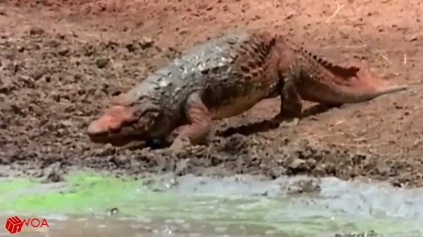[Video] Great battle between a hungry crocodile and a mother monkey who saves her child: the result will definitely make you cry