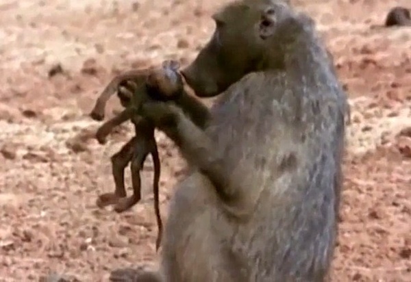 
The mother monkey lifted the dead baby with sad eyes, but despite her best efforts, still could not save her baby's life.  ​