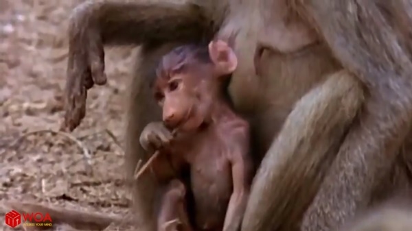 
Baby monkey sitting obediently in mother monkey's lap.