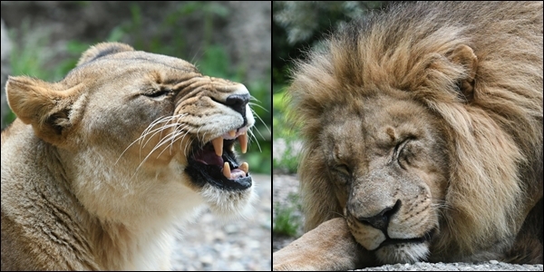 
Sư tử không phải là loài động vật có thể đến gần giao lưu