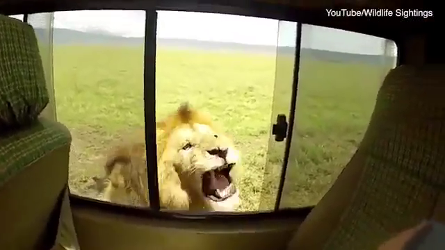 
Con sư tử bắt đầu chú ý và phản kháng lại