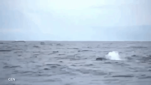 
Cá voi lưng gù vẫn cố gắng vượt biển với nửa thân dưới biến mất