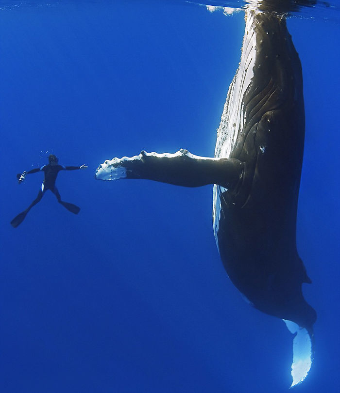 
Khi một chú cá voi lưng gù và người thợ lặn cố gắng "đập tay" thì sẽ thế nào?