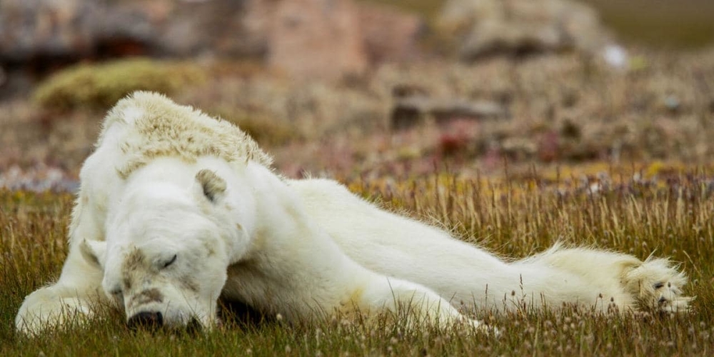 Sự thật đằng sau video gấu Bắc cực gầy trơ xương vì biến đổi khí hậu