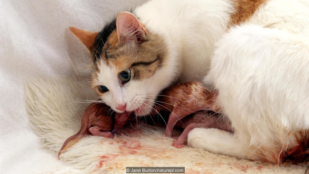 
Mèo đang ăn nhau thai sau khi sinh