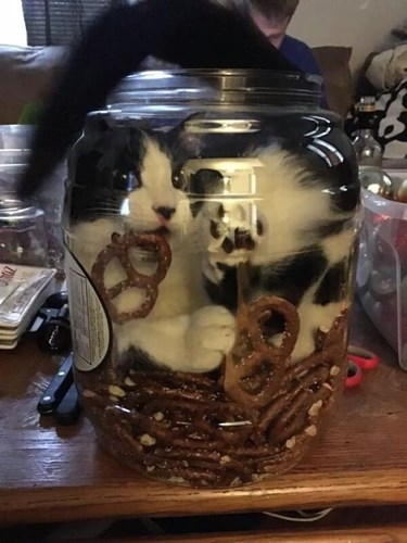 
Hộp bánh vòng Pretzel này nay chính thức thuộc về loài mèo.