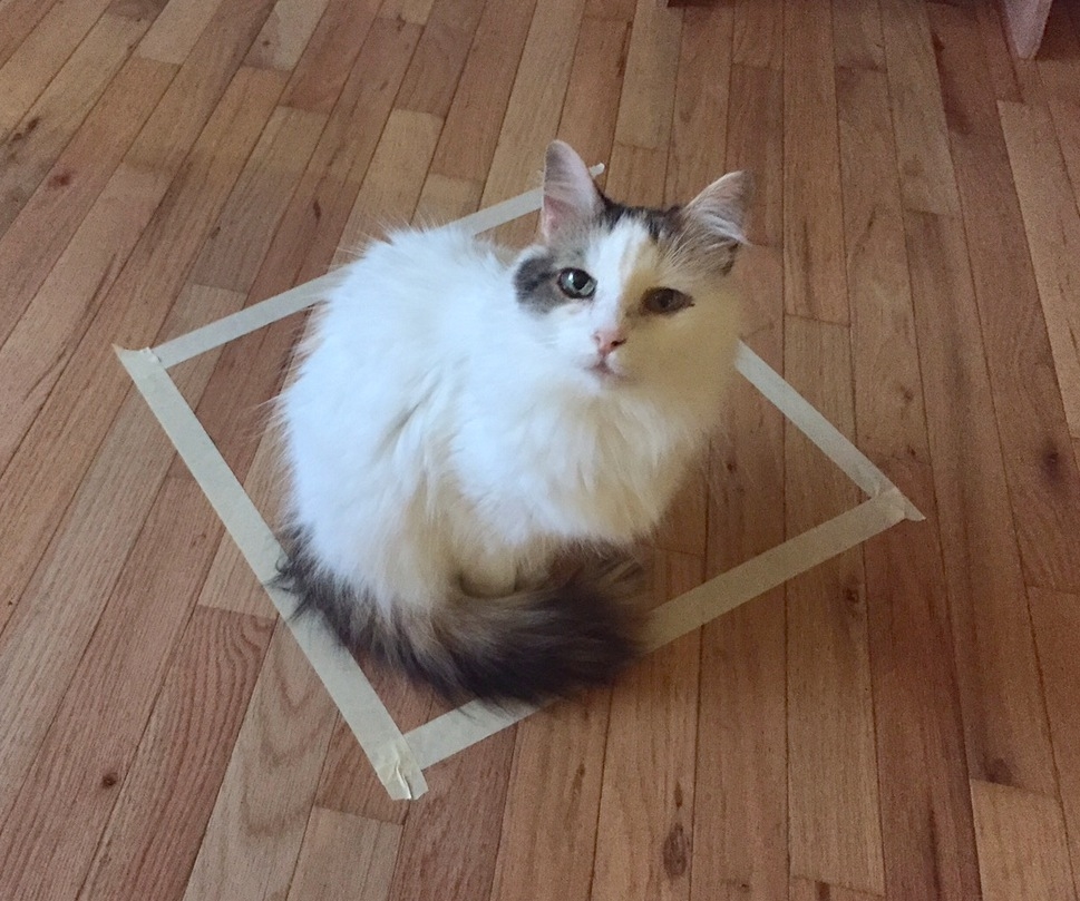 
Một cái ô vuông bằng băng dính cũng khiến các anh em nhà mèo thỏa mãn thế sao?