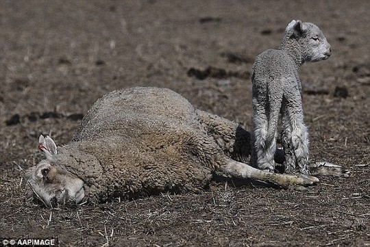 
Hình ảnh đáng thương của một con cừu con đứng cạnh xác mẹ chết do hạn hán. Ảnh: AAP