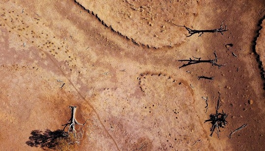 
Hạn hán kéo dài tại Úc khiến cây cối chết khô. Ảnh: Reuters