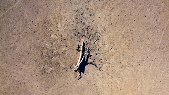 Kinh hoàng hình ảnh chuột túi chết đứng trơ xương giữa đồng vì hạn hán nặng kéo dài